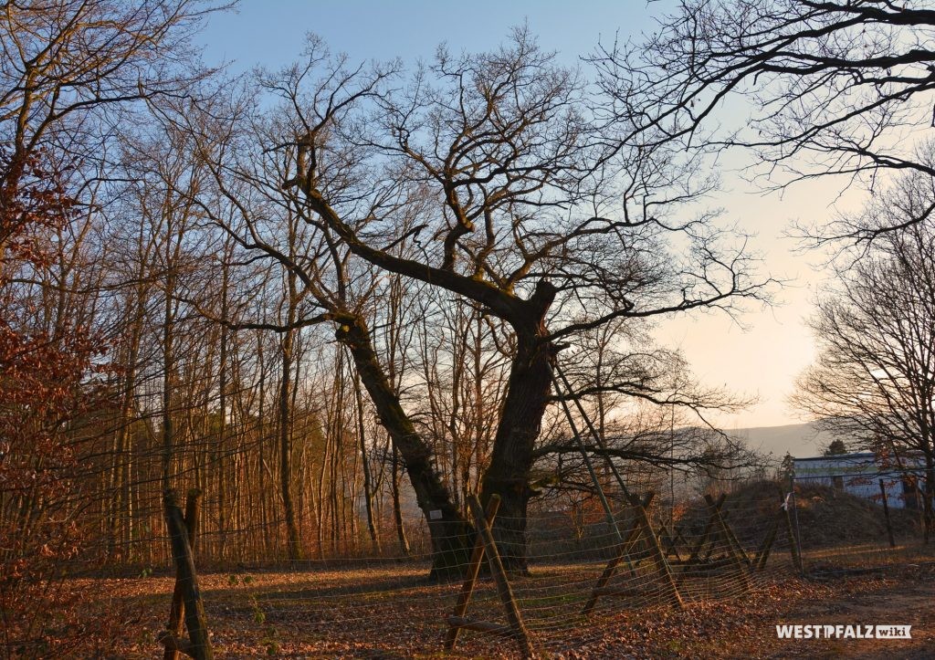 Die unter Naturschutz stehende, zweistämmige Helincheneiche in Steinborn (Eisenberg/Pfalz)