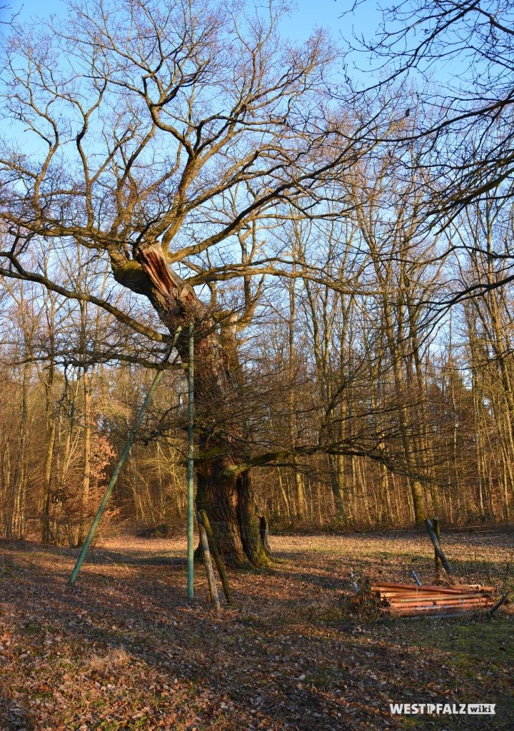 Westansicht der Helincheneiche in Steinborn (Eisenberg/Pfalz). Auf Grund des hohen Alters wird einer der beiden Stämme der Eiche durch Metallstangen gestützt