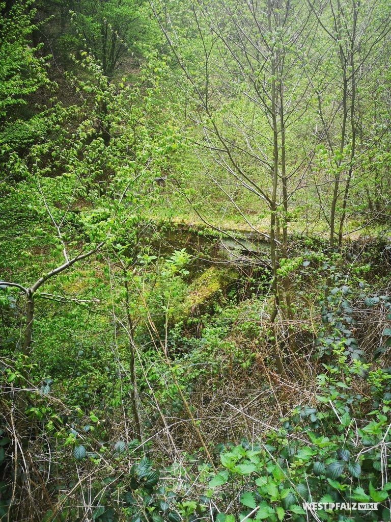 Umwuchertes Absperrbauwerk des Felsenthaler Woogs am Leinbach  auf der wasserabgewandten Seite