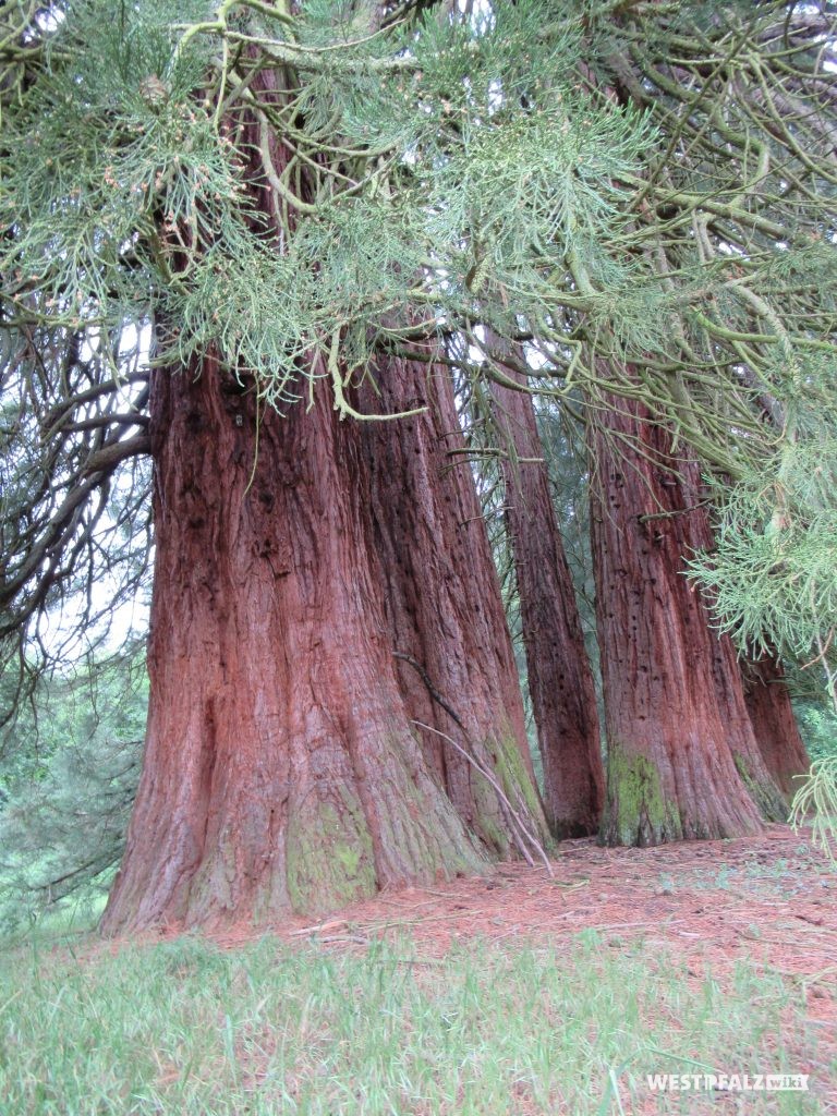 Mammutbaumgruppe bei Landstuhl