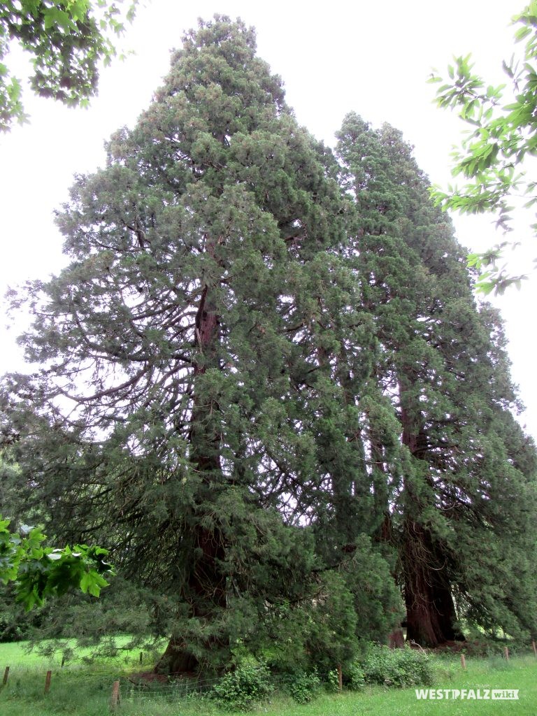 Mammutbaumgruppe bei Landstuhl