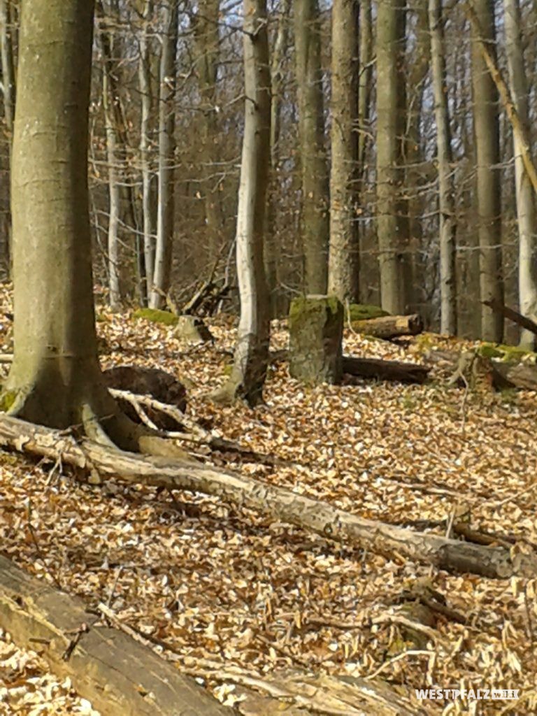 Grenzstein 1603/13 zwischen dem Herzogtum Pfalz-Zweibrücken und der Herrschaft Saarbrücken Nassau