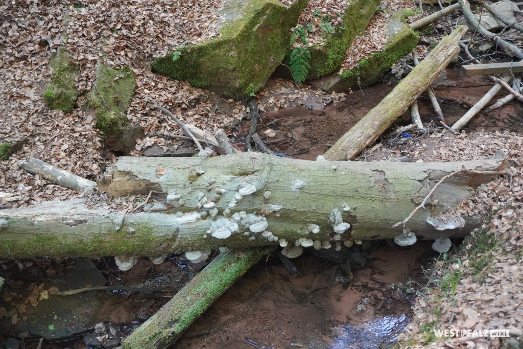 Baumpilze an einem Totholzstamm in der Elendsklamm