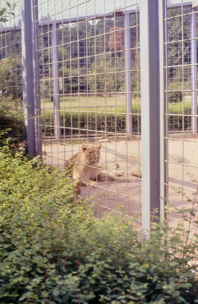 Ehemaliges Löwengehege im Siegelbacher Zoo