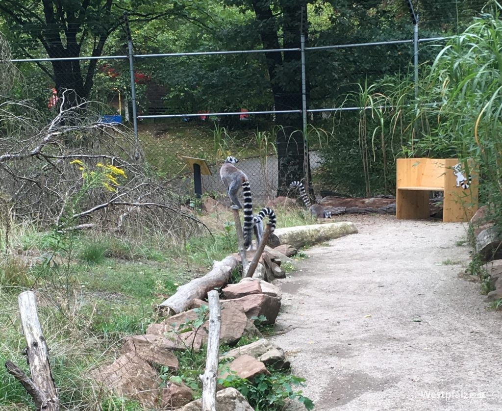 Lemuren im Zoo Kaiserslautern