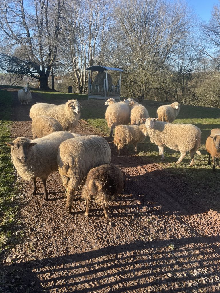 Frei laufende Schafsherde