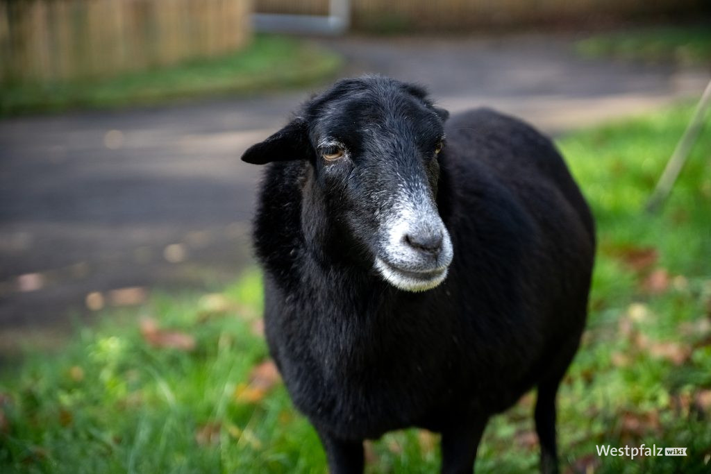 Als Haustier aufgewachsenes Kamerunschaf Lulu