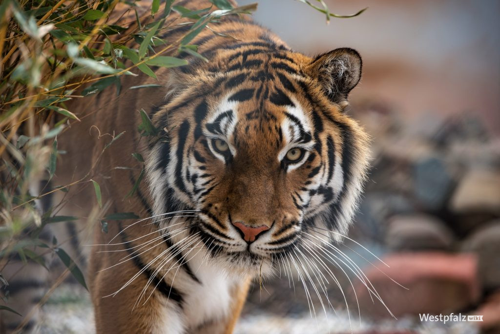Aus illegaler Privathaltung befreite Tigerin Cara